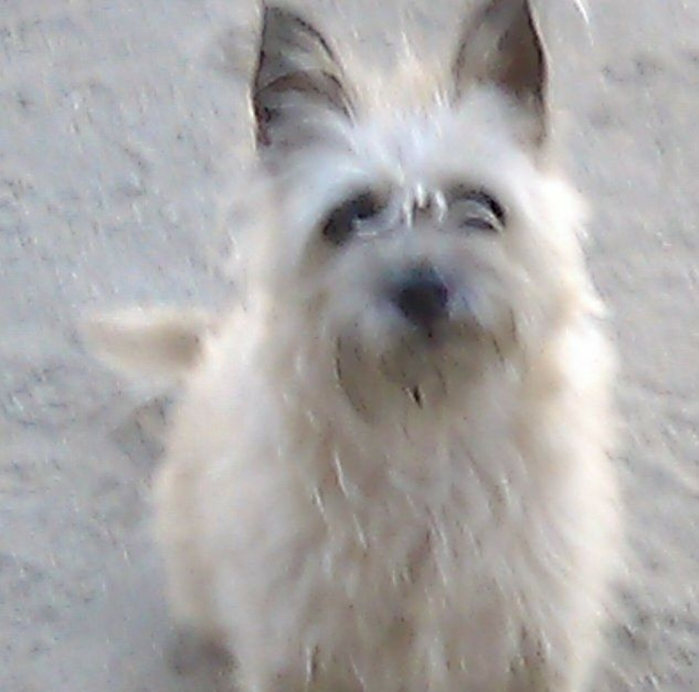 Meet your Posher, Kirk